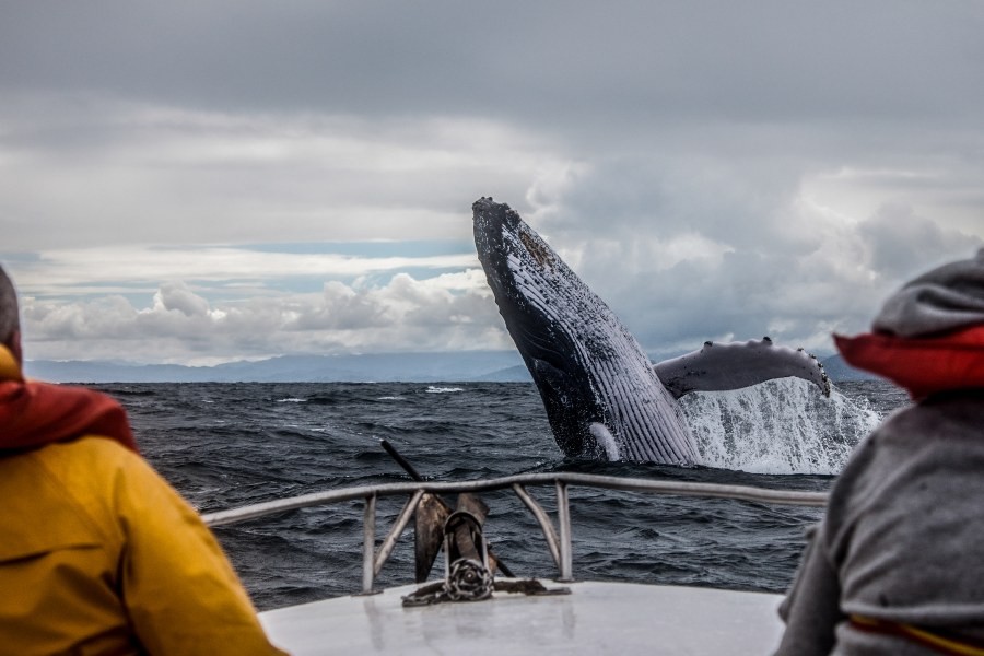 whale watching in First Nations communities