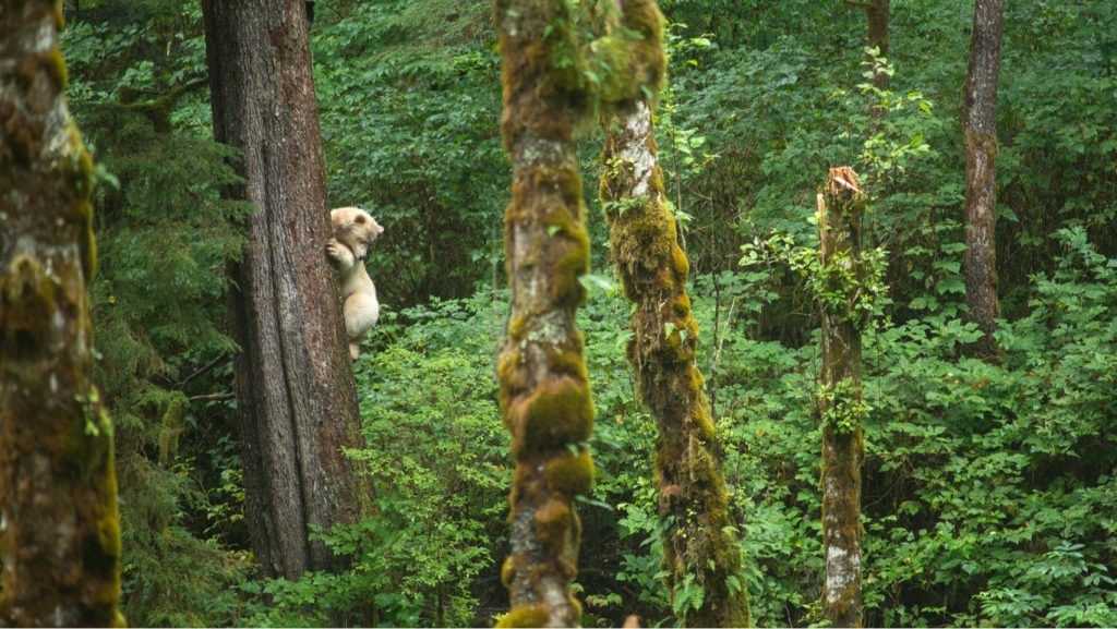 Bear climbing a tree