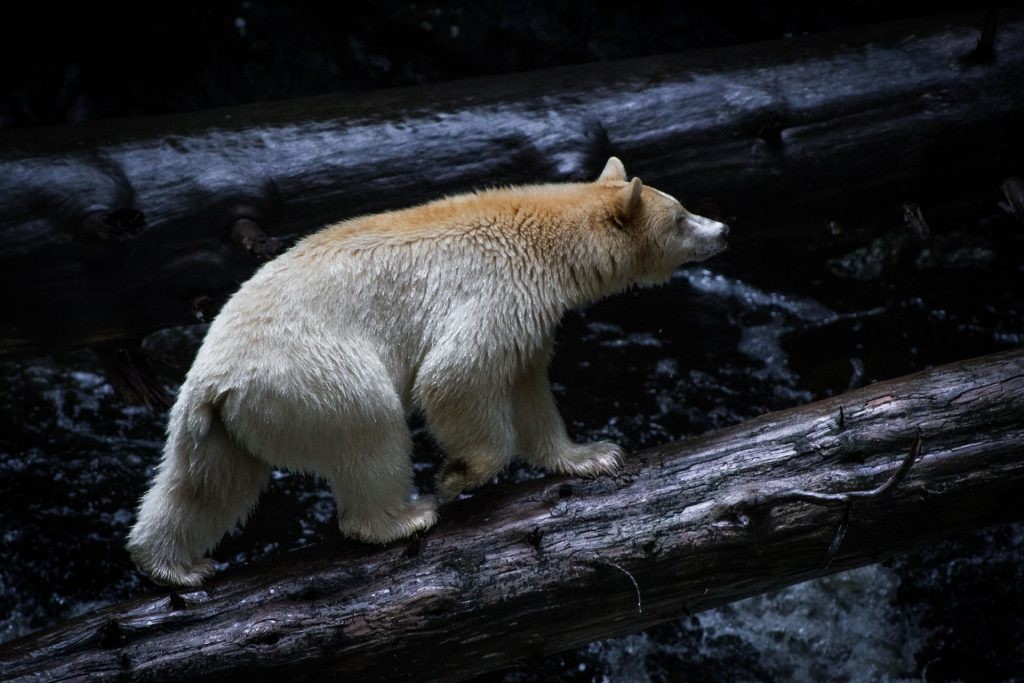 Bear in the rain forest