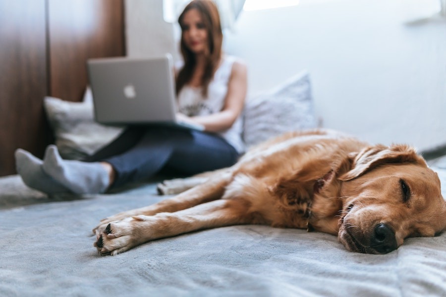woman checking email confirmation on laptop while dog sleeps on bed
