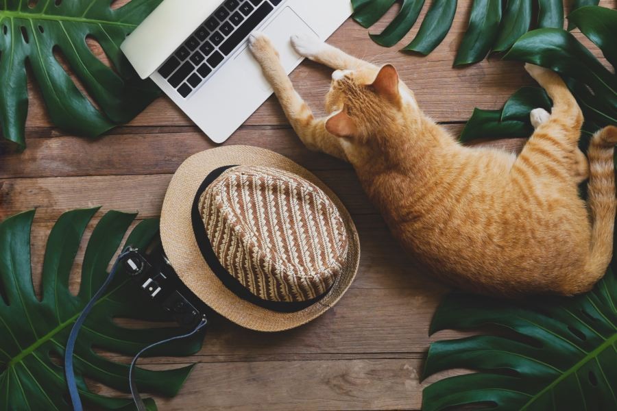 Trendy cat using a keyboard