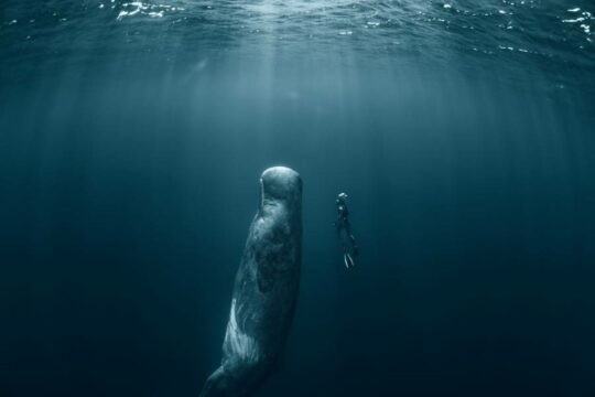 Diver with a whale