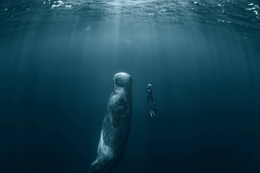Diver with a whale