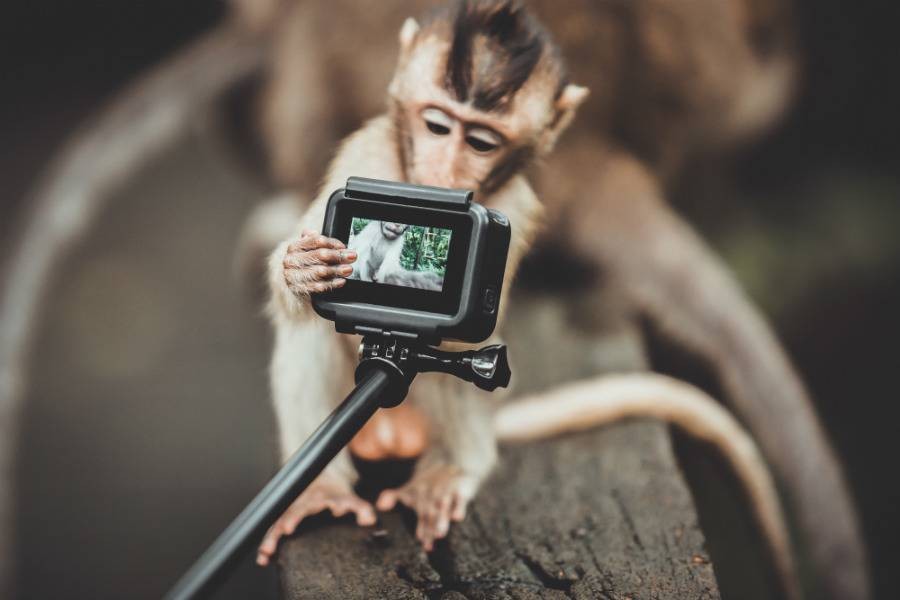 Monkey holding GoPro camera