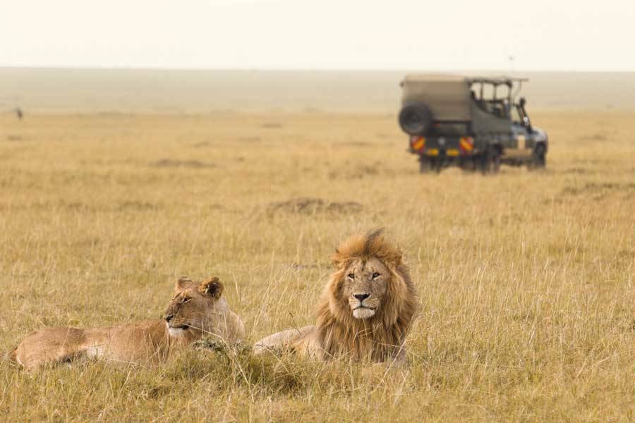 Two lions laying in grass on African safari