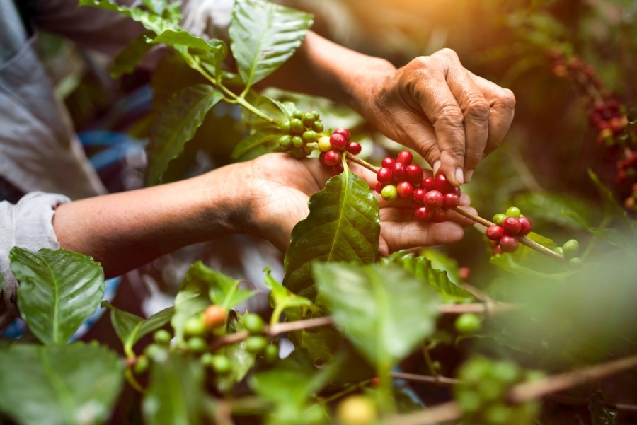 An elderly woman's hands picking coffee beans